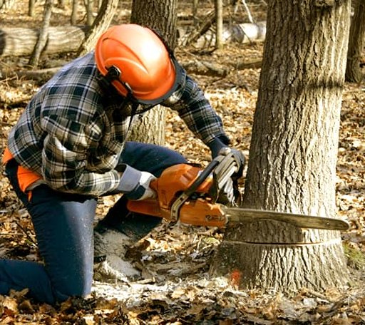 Tree Removal in Rhine, GA